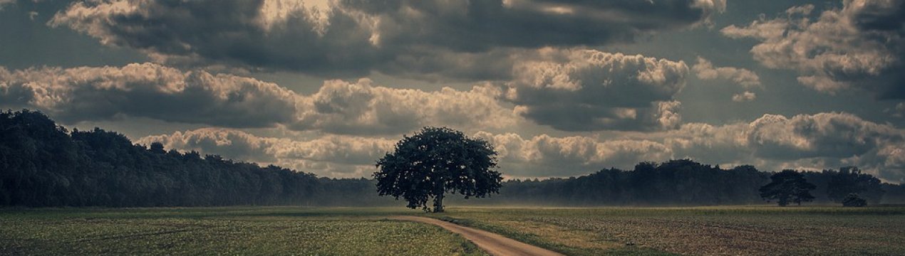 Земельний конфлікт у Чернівецькій області закінчився смертю директора кооперативу