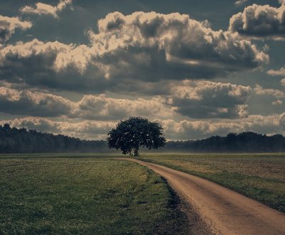 Земельний конфлікт у Чернівецькій області закінчився смертю директора кооперативу