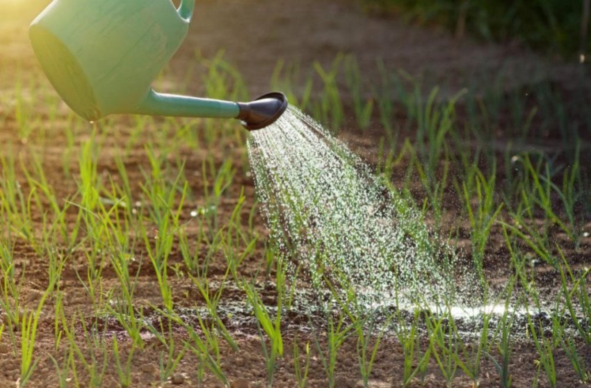 Полив цибулі Полив цибулі