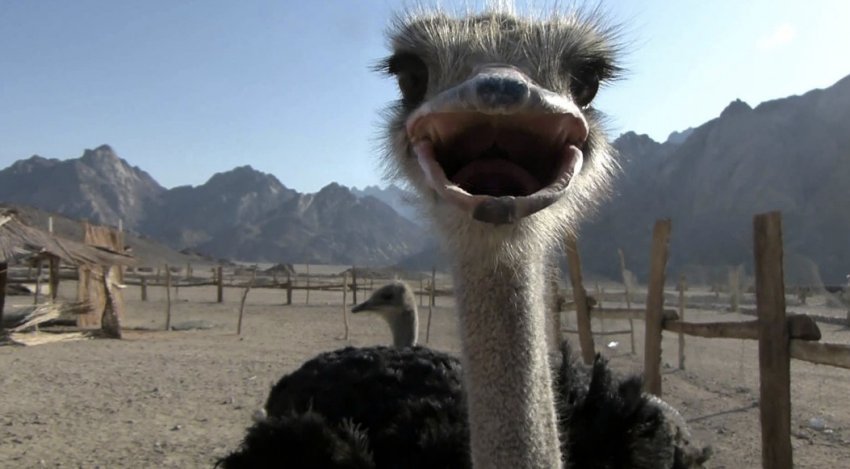 Страус Страус