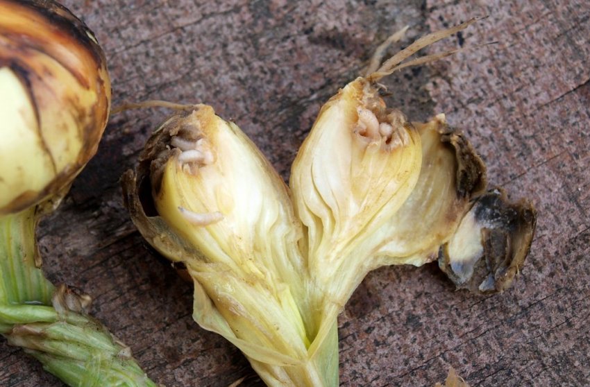 Личинки цибулевої мухи в луці Личинки цибулевої мухи в луці