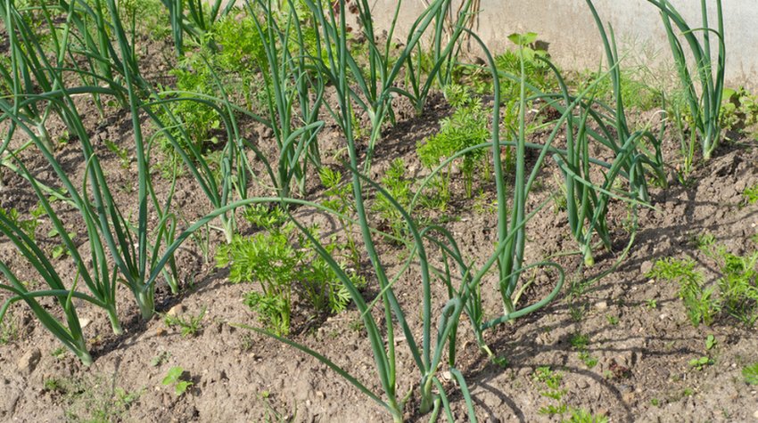 Моркву і цибулю на одній грядці Моркву і цибулю на одній грядці