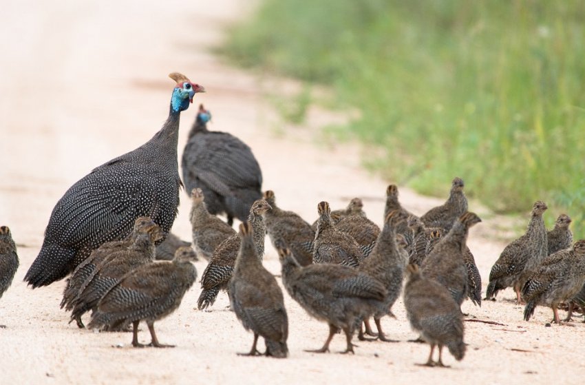 Цесарки Цесарки