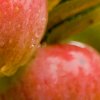 Уралка яблоки посадка и уход в открытом грунте