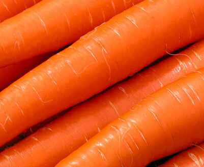 Найкращі сорти моркви для Уралу