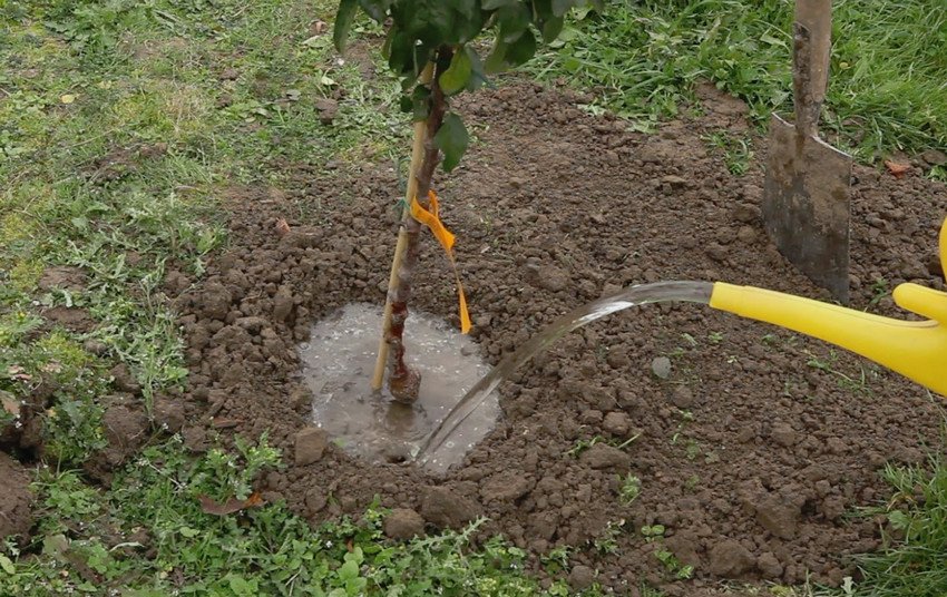 Полив яблуні Полив яблуні