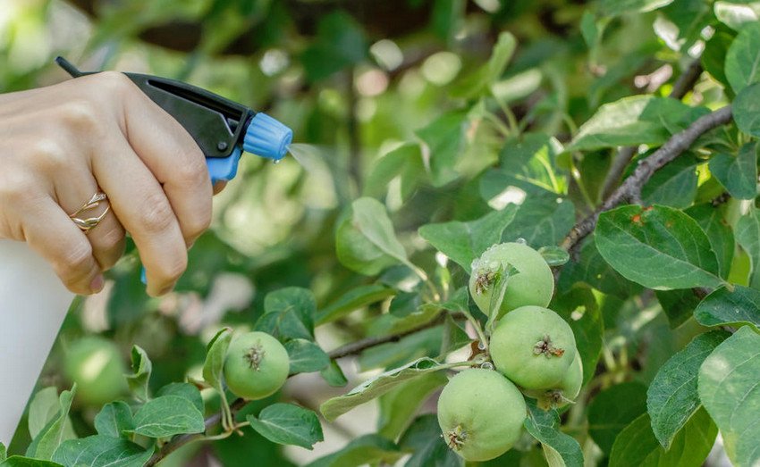 Обприскування яблуні Обприскування яблуні