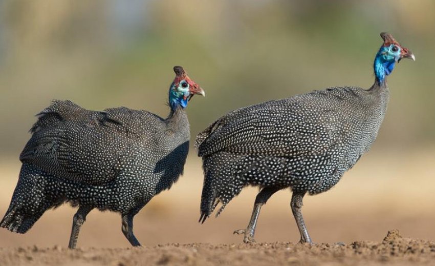 Самка і самець Самка і самець