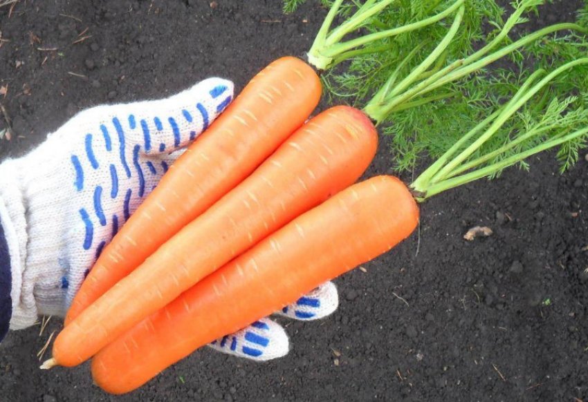 Морковь Настёна