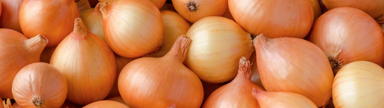 Особливості вирощування та догляду за цибулею Шетана