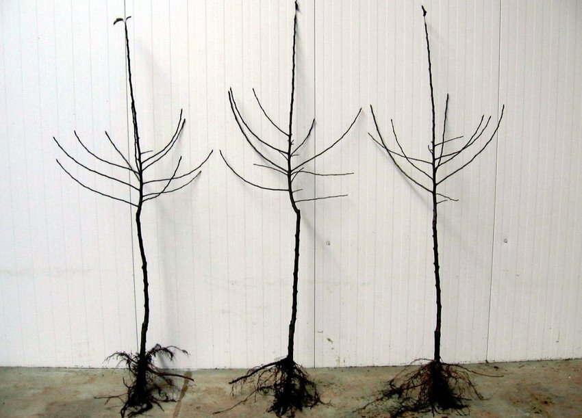 Саджанці яблуні Саджанці яблуні