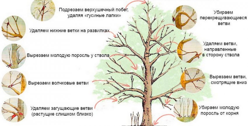 Схема обрізування яблуні Схема обрізування яблуні