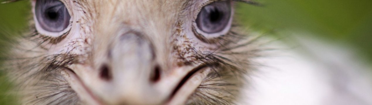 Чому страус ховає голову в пісок і робить він це насправді?