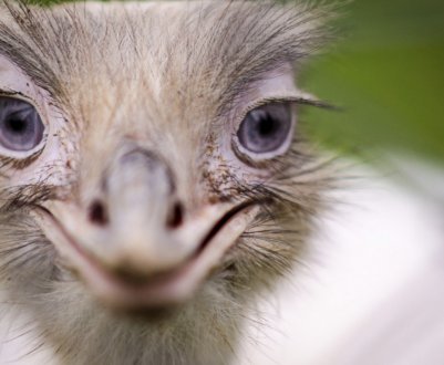 Чому страус ховає голову в пісок і робить він це насправді?