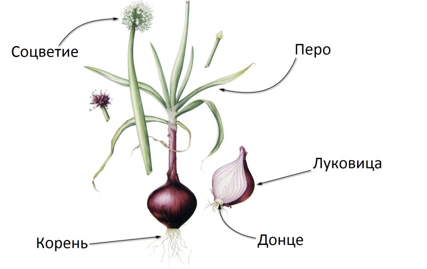 Строение семейства луковых. Луковые семейства однодольные биология. Строение семейства луковых. Строение семейства луковых. Лук строение.