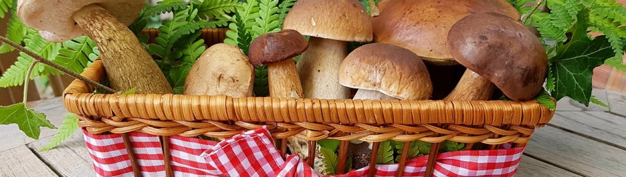 Імпорт грибів і трюфелів в 2018 році обійшовся Україні в $300 тисяч