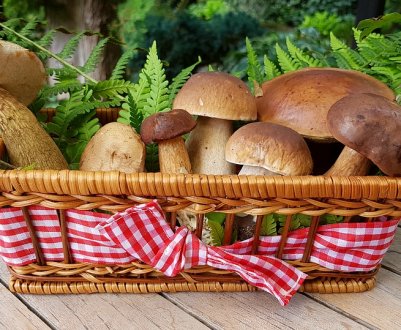 Імпорт грибів і трюфелів в 2018 році обійшовся Україні в $300 тисяч