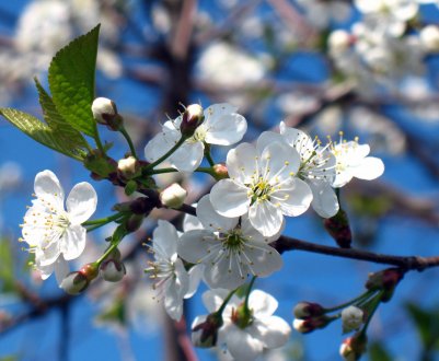 Березень для російських аграріїв закінчиться на позитивній ноті