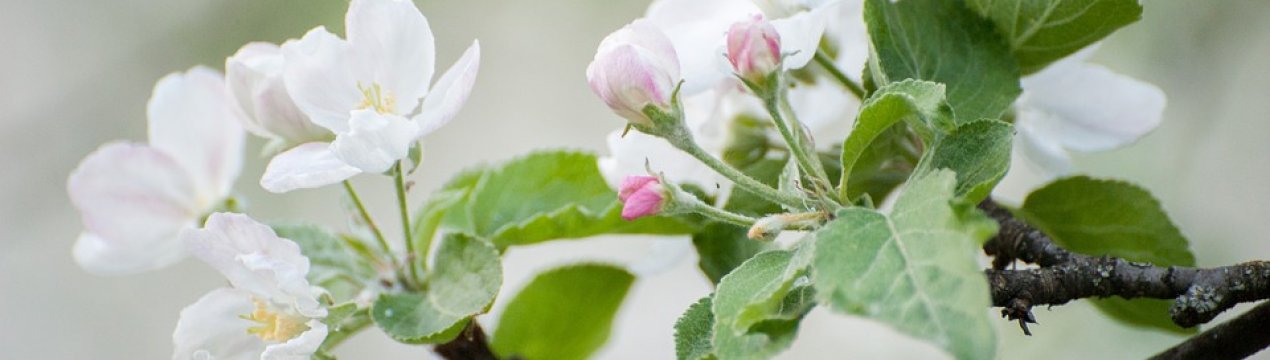 У 2019 році яблунь України загрожує моніліальний опік квіток і пагонів