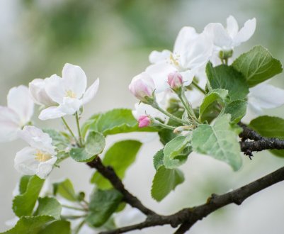 У 2019 році яблунь України загрожує моніліальний опік квіток і пагонів