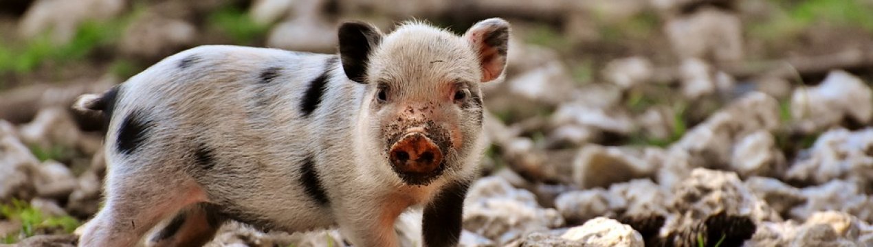 Промислові виробники України збільшили реалізацію свинини на 5,5%