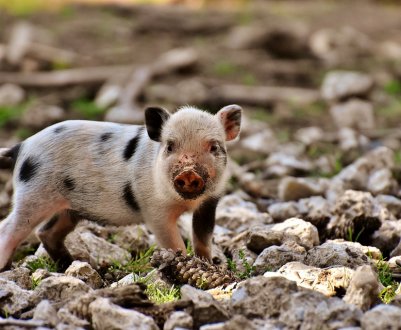 Промислові виробники України збільшили реалізацію свинини на 5,5%