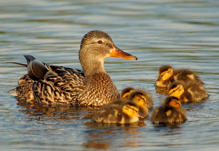 Осетинські пташники з успіхом освоюють масштабне виробництво качатини Осетинські пташники з успіхом освоюють масштабне виробництво качатини
