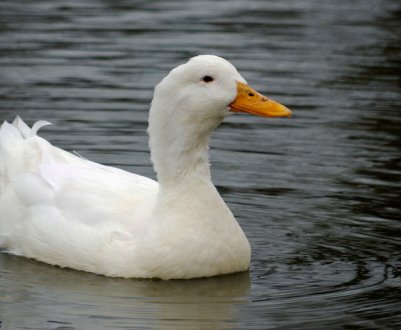 Осетинські пташники з успіхом освоюють масштабне виробництво качатини