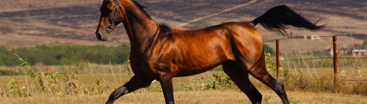 Ахалтекінська порода коней: опис, розведення, виховання та догляд