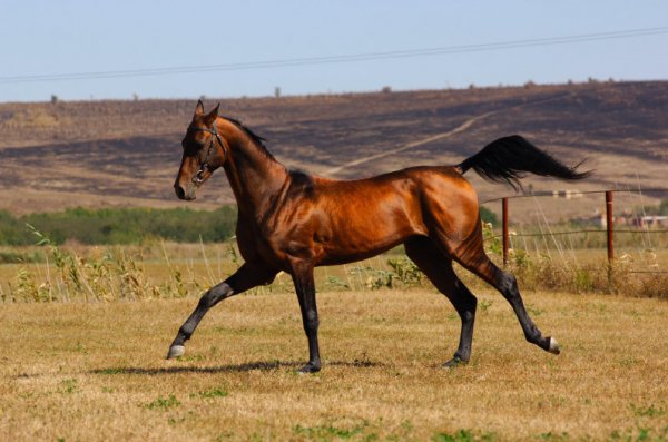 Древнейшая ахалтекинская порода лошадей