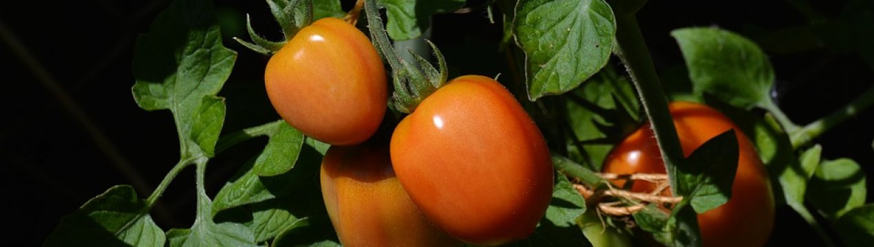 Зайві листя томатів потрібно видаляти у ранкові години