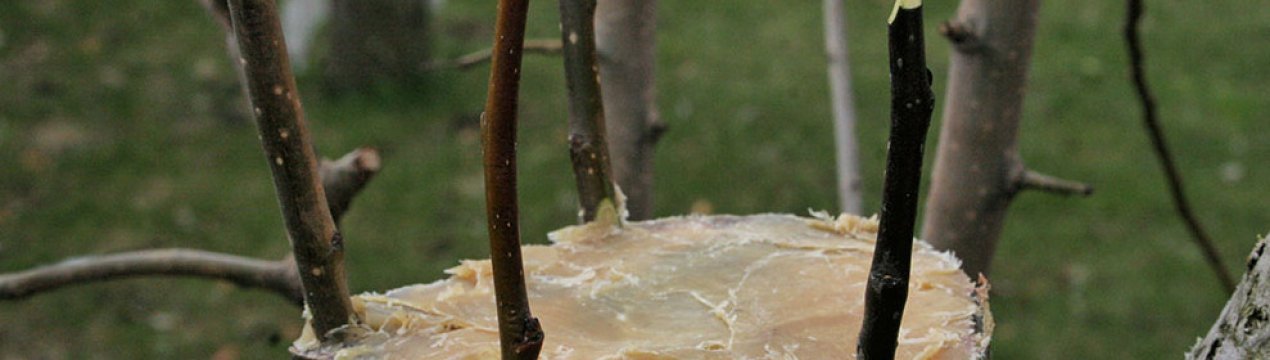 Особливості щеплення яблуні в домашніх умовах