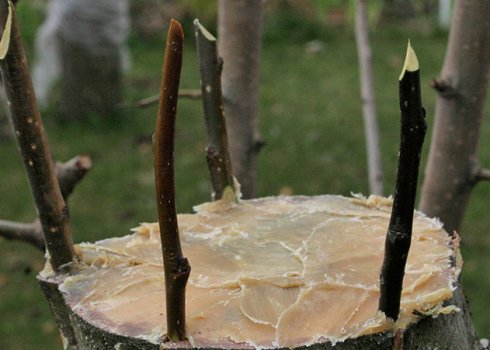 Особенности прививки яблони в домашних условиях