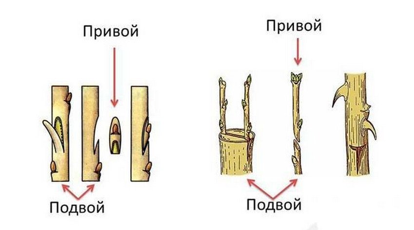 Привой и подвой