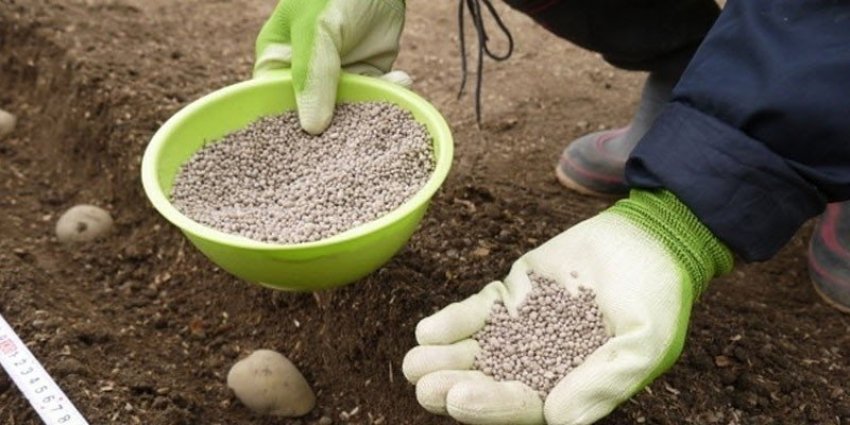 Добриво картоплі при посадці