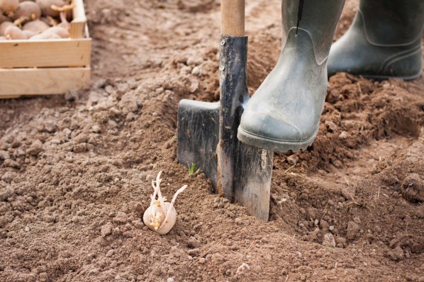 Посадка картоплі