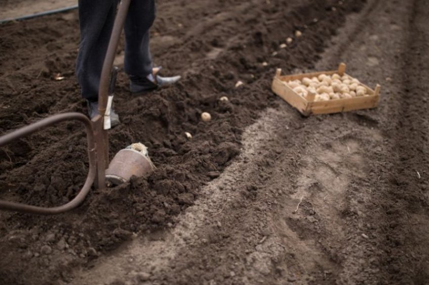 Траншейний спосіб вирощування картоплі