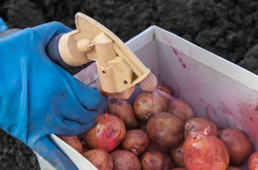 Обробка картоплі перед посадкою