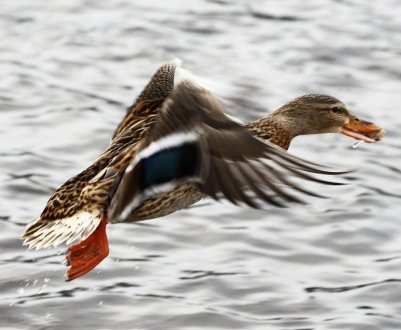 Чи можна годувати хлібом качок?