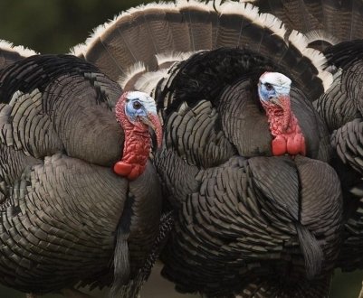 Пронос у індиків: симптоми, основні причини, лікування та профілактика