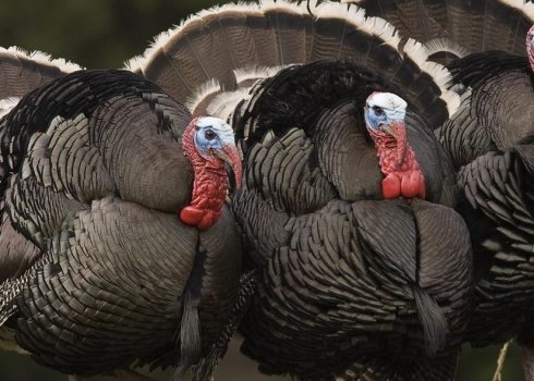 Пронос у індиків: симптоми, основні причини, лікування та профілактика