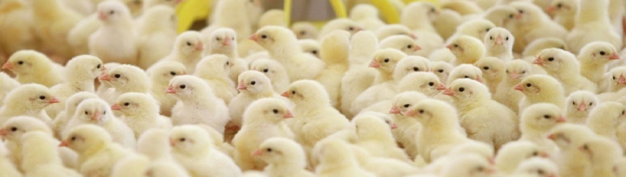 В Англії сусідів «дістали» запахи птахоферми