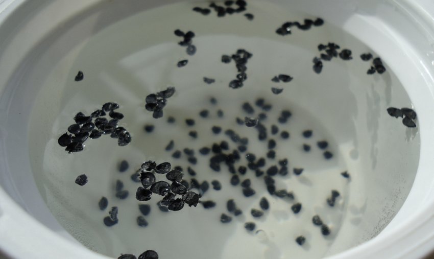 замочування насіння цибулі замочування насіння цибулі