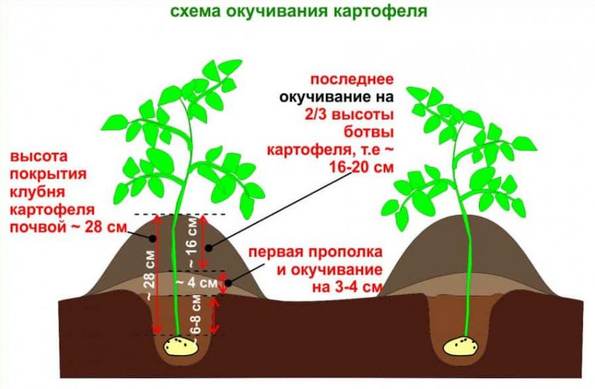 Схема окучивания картофеля Схема окучивания картофеля