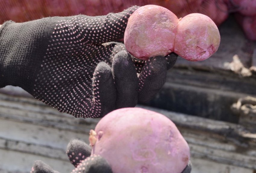 Обробка картоплі Престижем Обробка картоплі Престижем