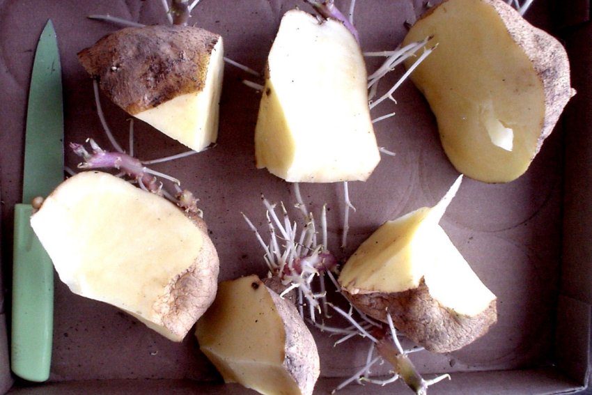 Поділ картоплі перед посадкою Поділ картоплі перед посадкою