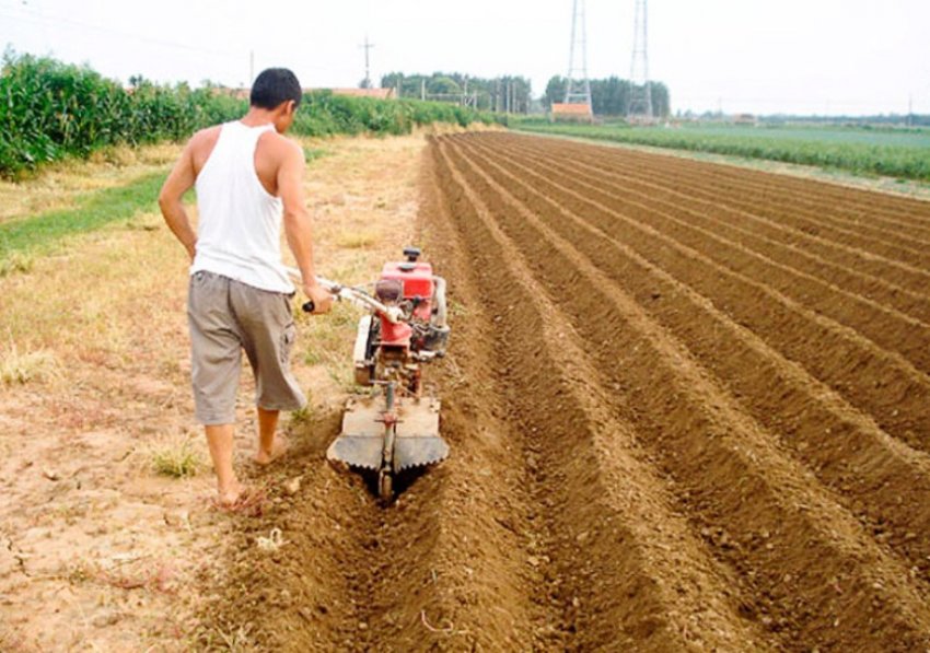 Посадка картоплі в гребені Посадка картоплі в гребені