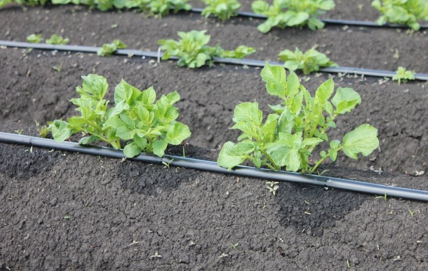 Система крапельного поливу картоплі Система крапельного поливу картоплі