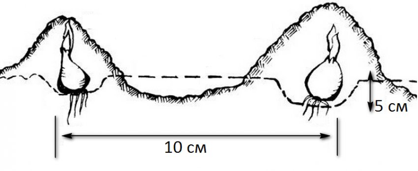 Схема посадки цибулі сіянки Схема посадки цибулі сіянки