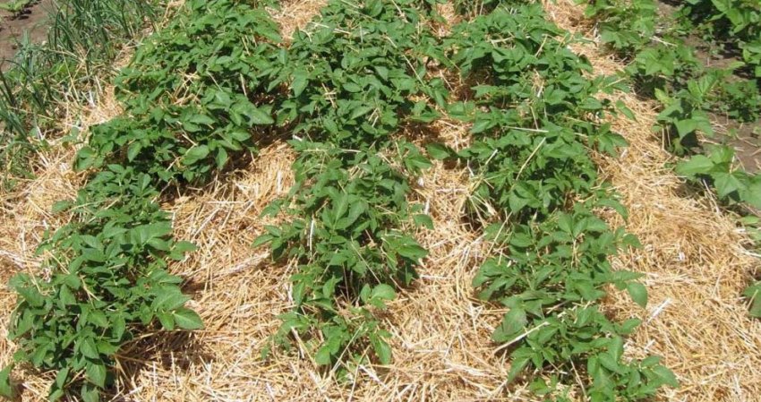 Органічне мульчування картоплі Органічне мульчування картоплі